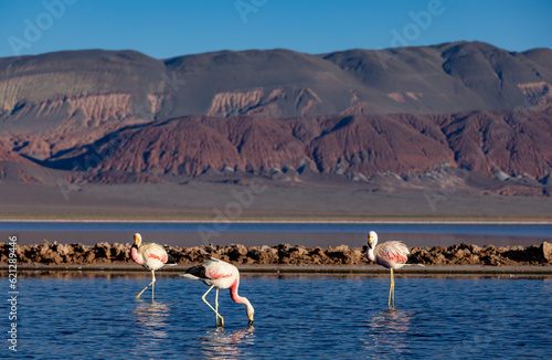 Flamingos at the colorful Laguna Carachi Pampa in the deserted highlands of northern Argentina - traveling and exploring the Puna