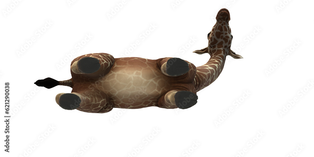 Fototapeta premium Giraffe isolated on a Transparent Background