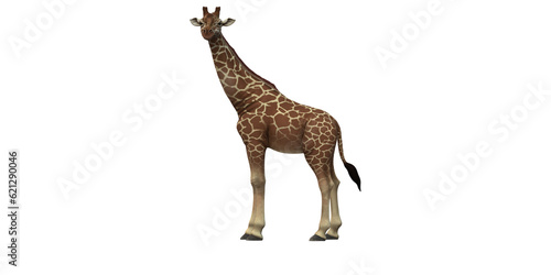 Photography Giraffe isolated on a Transparent Background