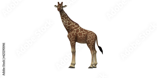 Giraffe isolated on a Transparent Background