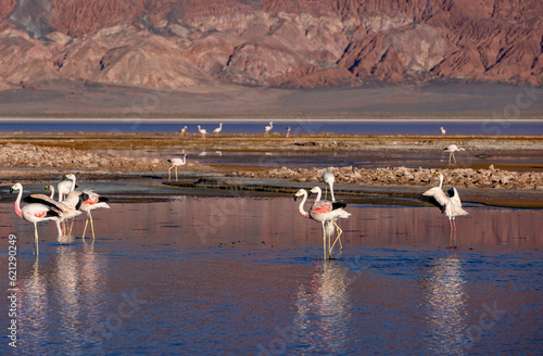 Flamingos at the colorful Laguna Carachi Pampa in the deserted highlands of northern Argentina - traveling and exploring the Puna