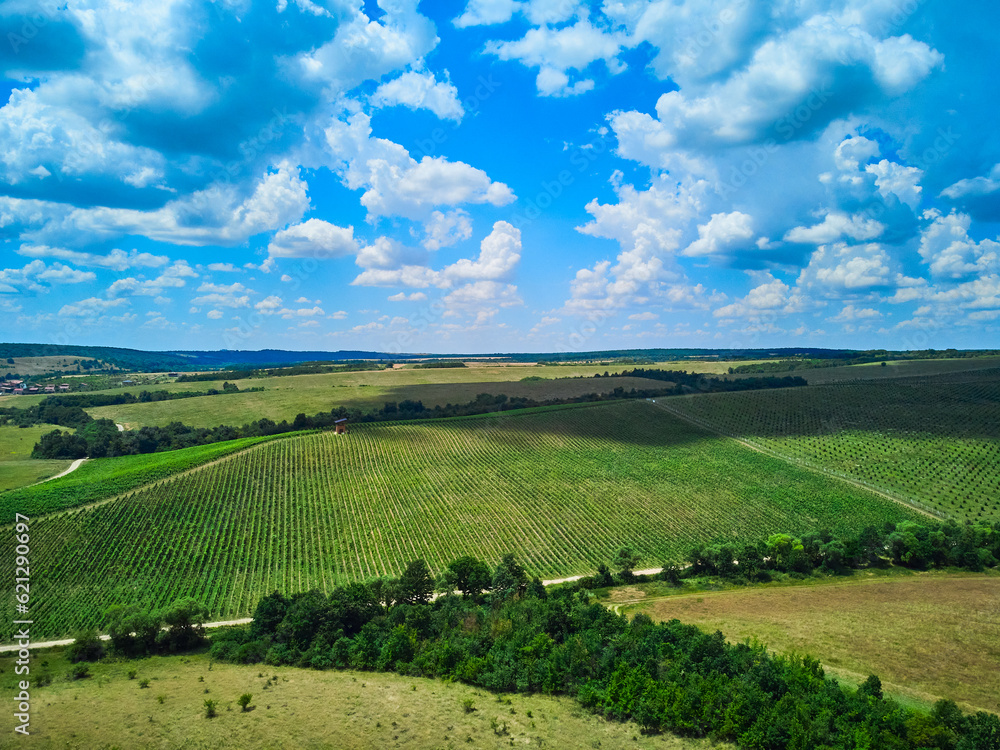 Aerial view with a drone above a vine crop in Herneacova Timis Romania. Aerial view with a drone above a vine crop in Herneacova Timis Romania.