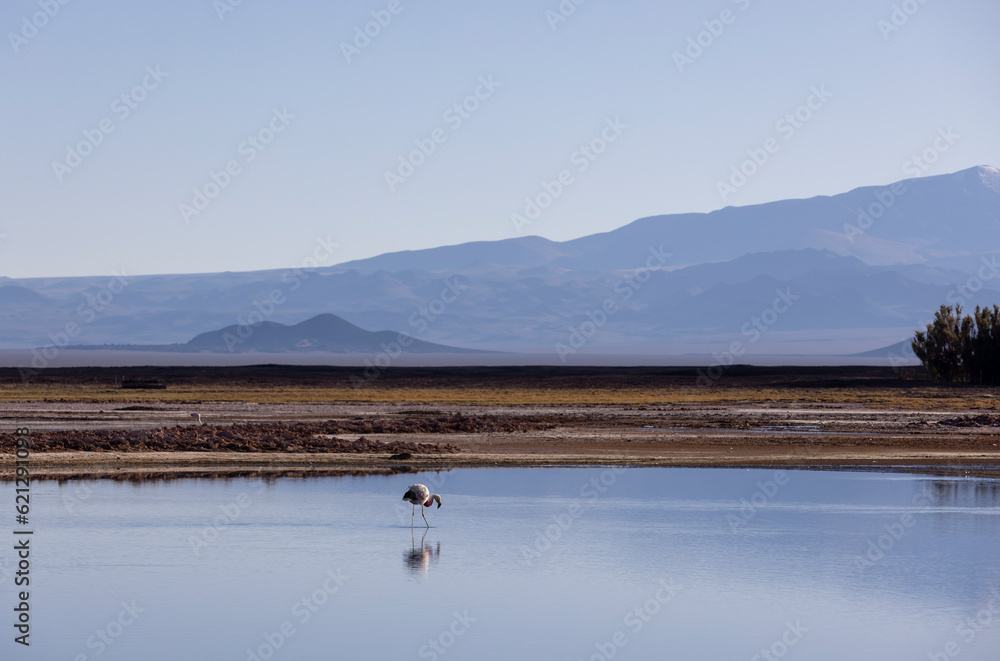 Flamingo in the colorful Laguna Carachi Pampa in the deserted highlands of northern Argentina - traveling and exploring the Puna