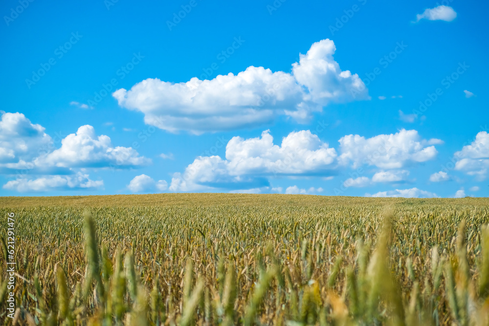 A beautiful wheat field on a sunny summer day.