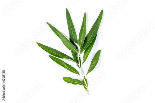 Willow branch with green leaves isolated on a white background. Item for packaging, design, mockup and scene creator.