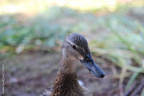 portrait of a duck