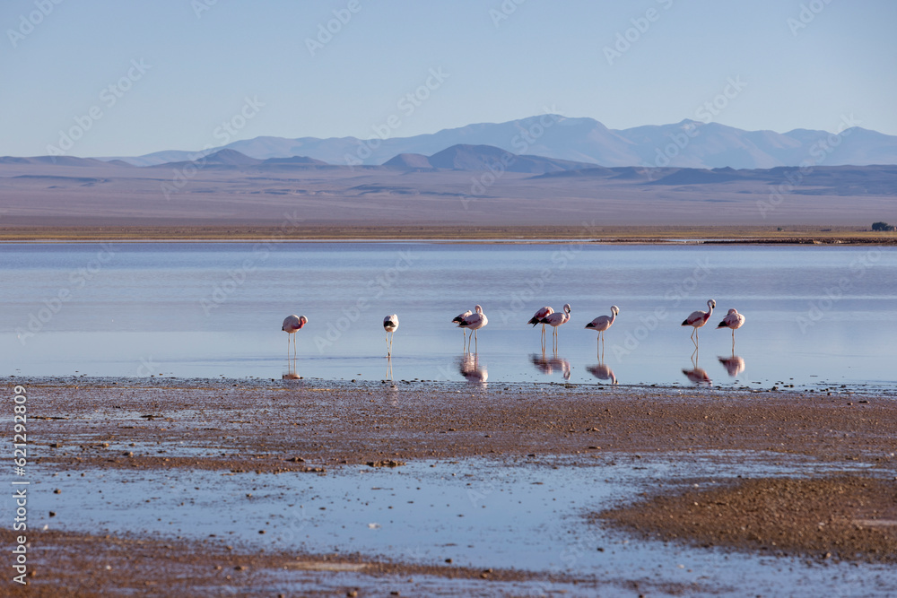 Flamingos in the colorful Laguna Carachi Pampa in the deserted highlands of northern Argentina - traveling and exploring the Puna