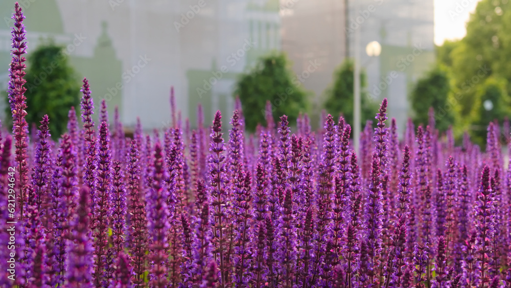 Beautiful violet salvia flowers in the park