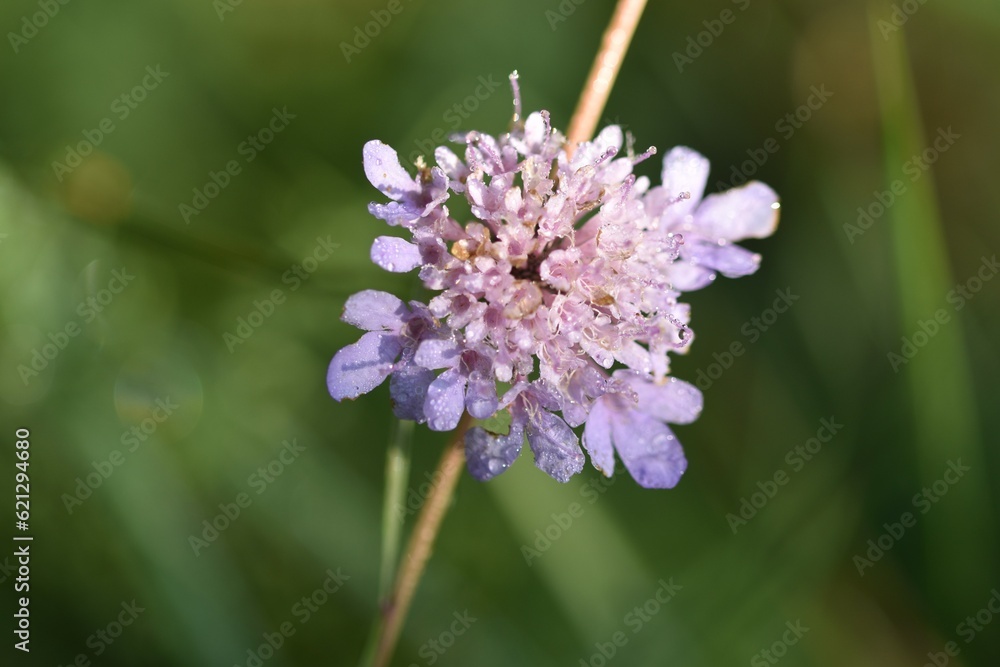 lilac flower lilac flower
