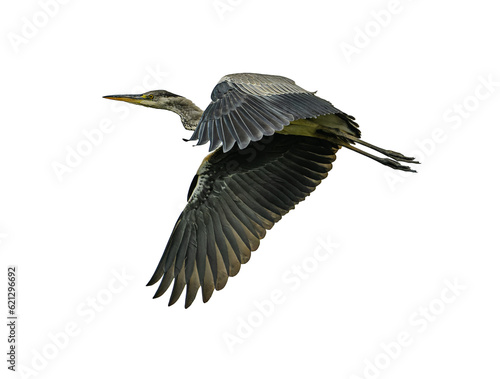 Grey heron in flight isolated