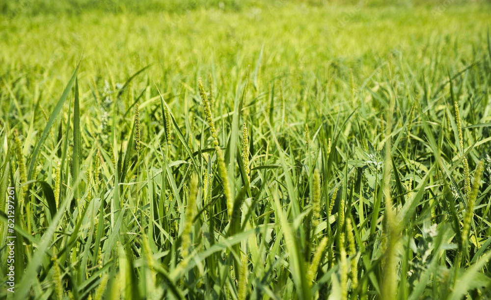 green grass in the wind green grass in the wind
