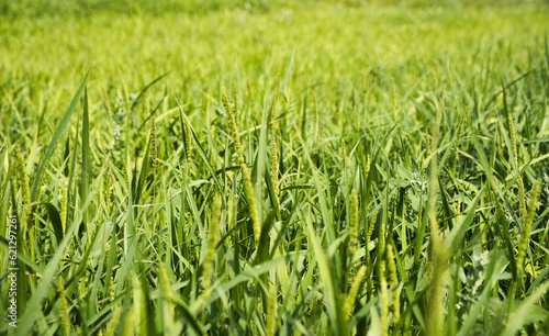 green grass in the wind