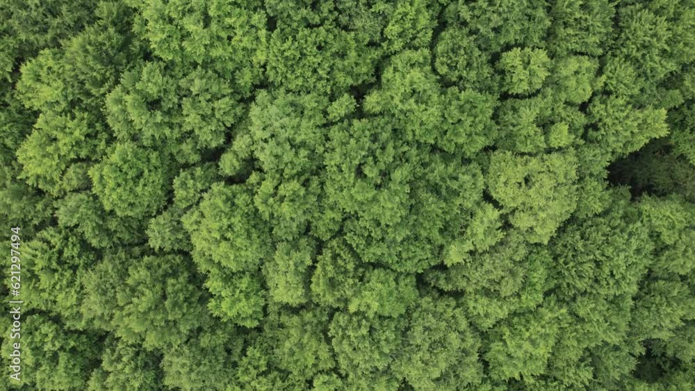 Aerial top view of the green forest with foliage in summer Aerial top view of the green forest with foliage in summer