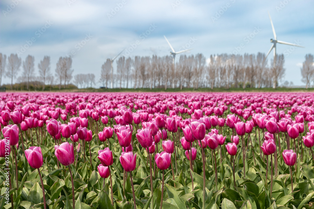 Beautiful pink dutch tulip field