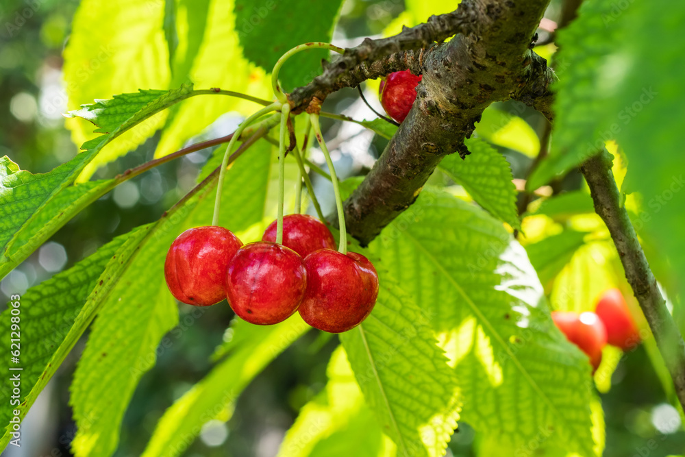 Branch of ripe cherries on a tree in a garden