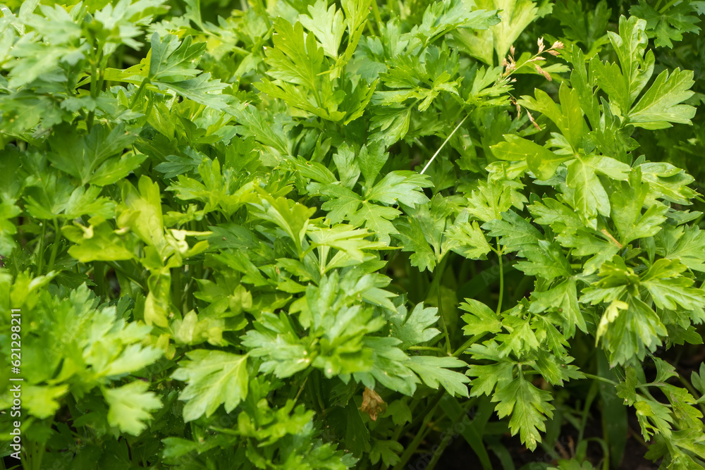 Parsley grows in the garden. It is grown outdoors in the garden area. Green background of parsley leaves Parsley grows in the garden. It is grown outdoors in the garden area. Green background of parsley leaves