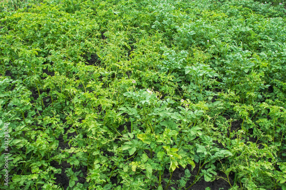 Healthy green flowering potato plants in the field in summer. Agricultural planting of potatoes in rows.