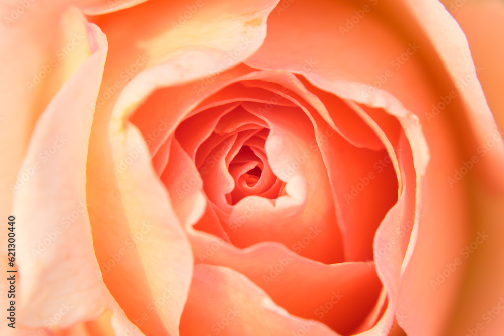 Close up photo of rose. Rose petals background