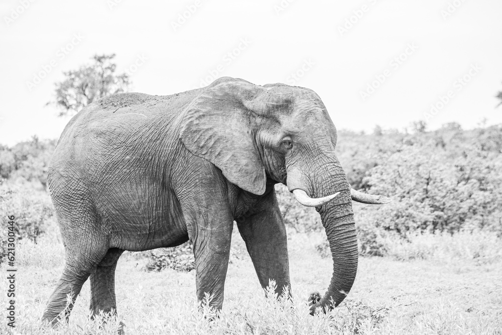 elephant in the wild