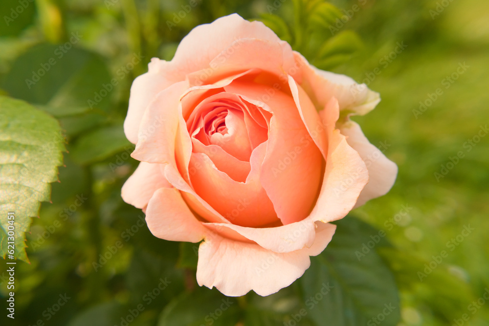 Beautiful rose flower in the garden