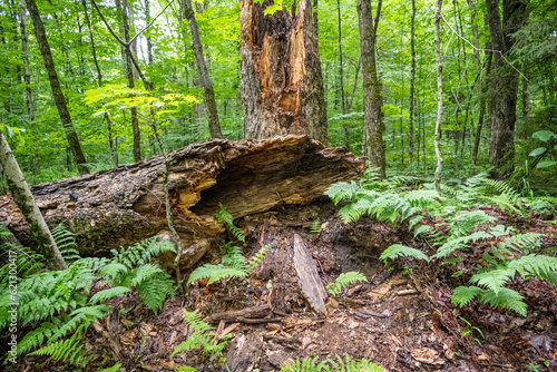 Hollow Log © Mike Ryan