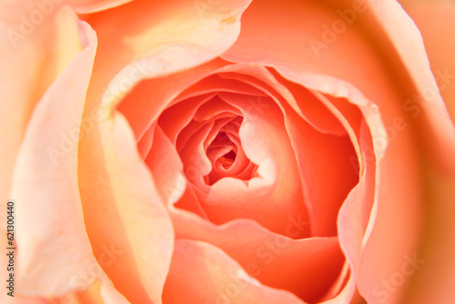 Obraz na płótnie Close up photo of rose. Rose petals background w salonie