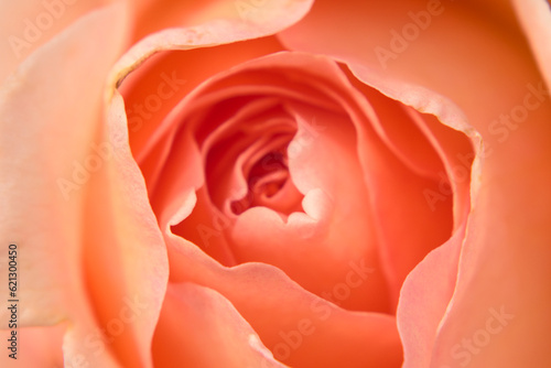 Close up photo of rose. Rose petals background