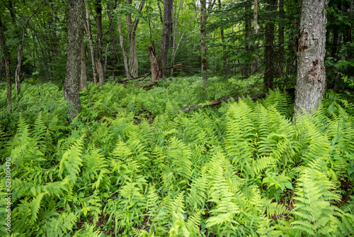 Ferns