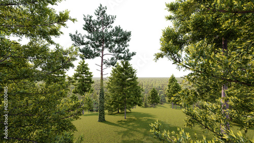 Pine forest transparent background. 3D rendering