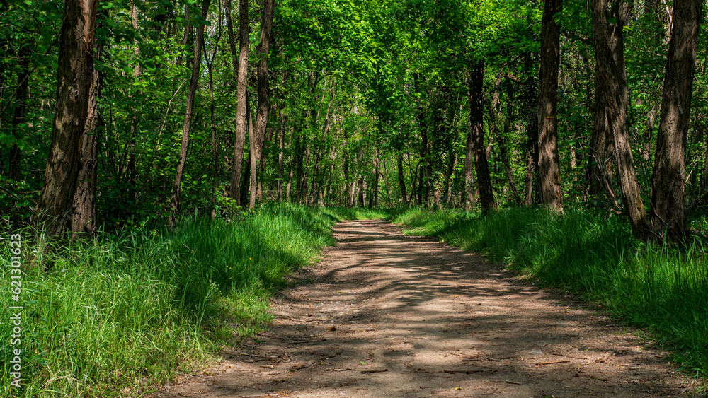 Sentier de campagne bordé d'arbres et d'herbes en été. 