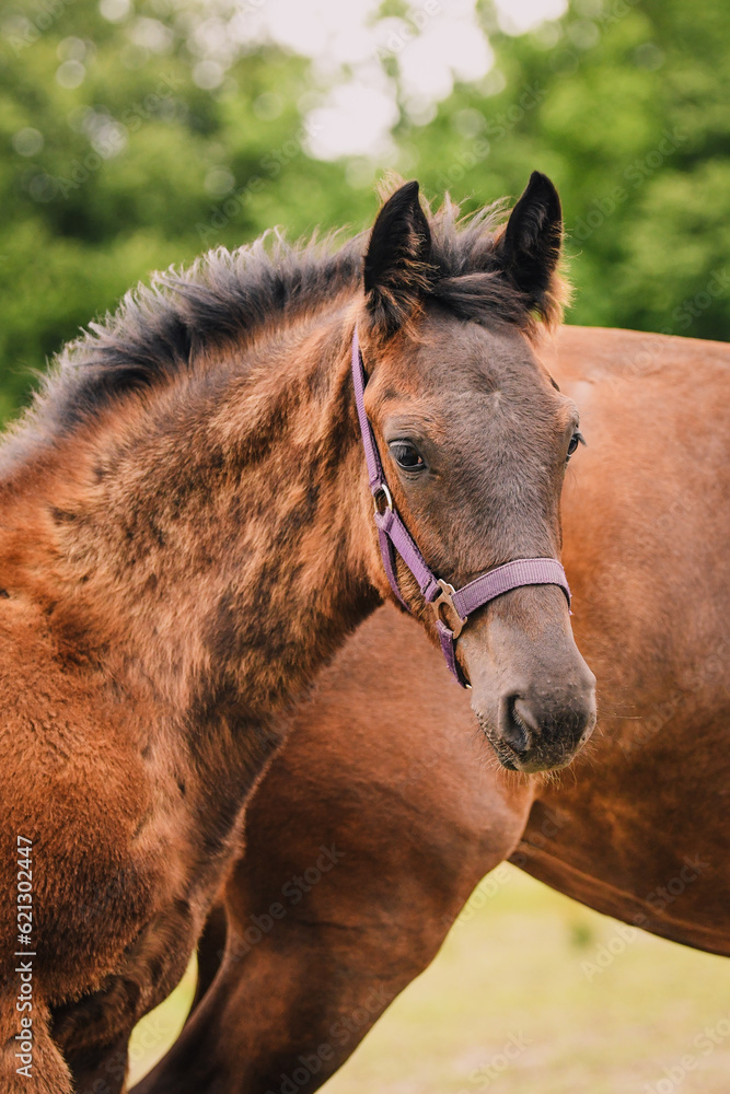 Obraz premium Five month old Dutch Harness Horse youngster with brown foal coat and purple halter in pasture with mother in background