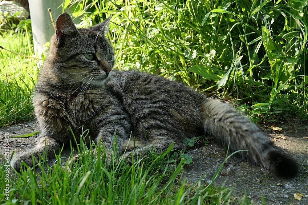 Cute young tabby female cat lying relaxed on stone slab in garden lawn. 