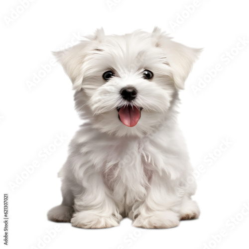 white Meltese puppy
