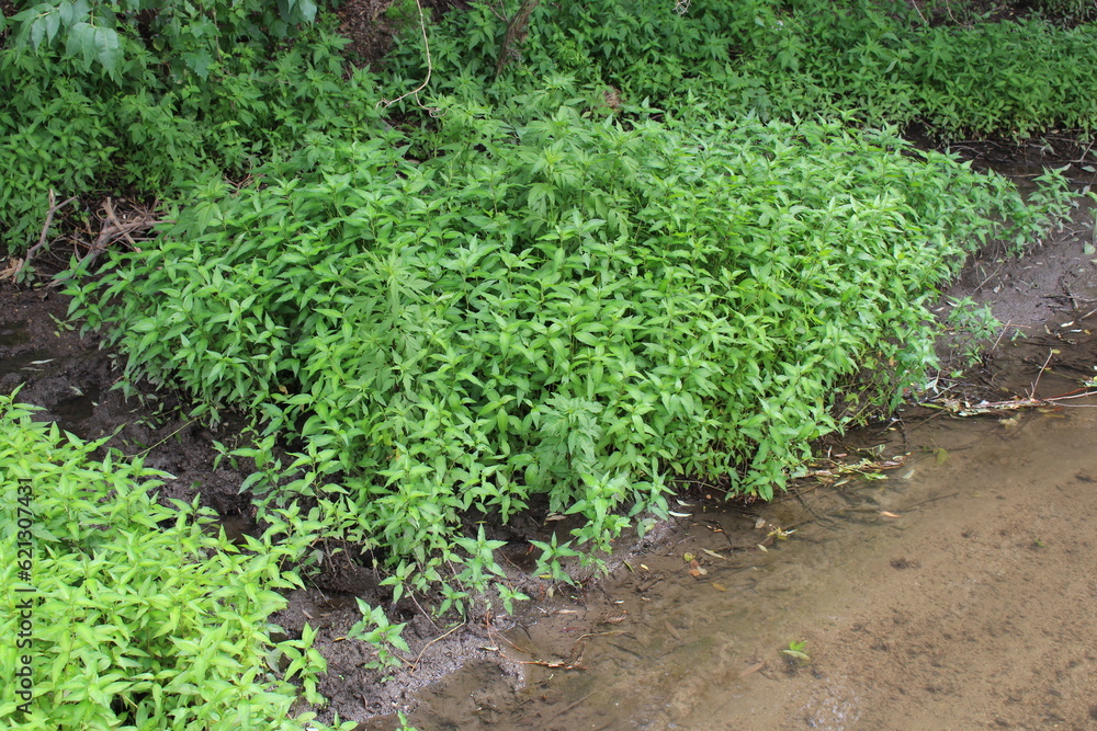A green plants next to a stream A green plants next to a stream