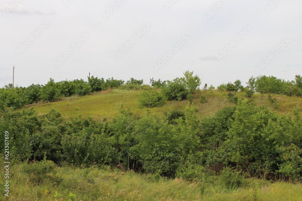 A green hill with trees