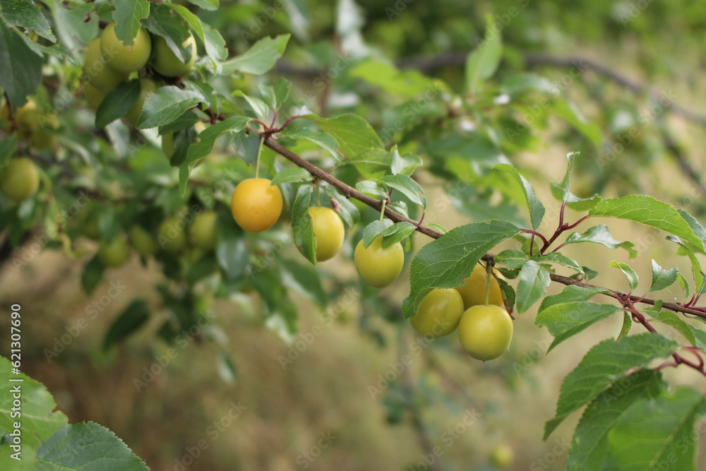 A tree with fruits on it A tree with fruits on it