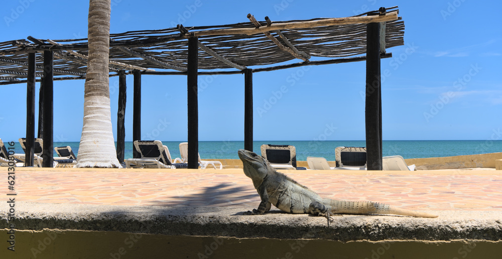 Portrait of an Iguana in front of ocean on the beach (Merida, Yucatan, Mexico).