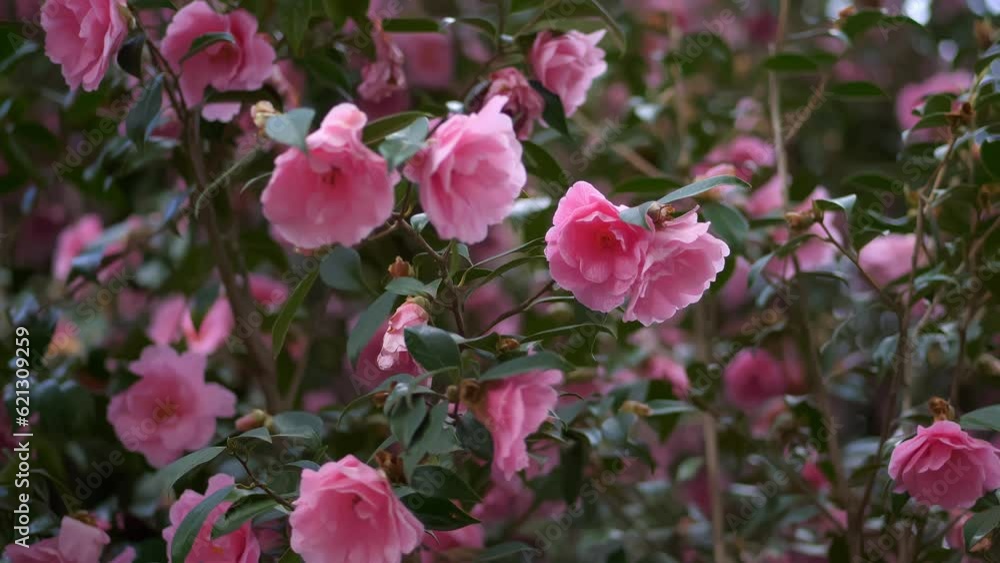 pink flowers. flowering tree. close-up. blurred background. Blooming tree with large pink flowers pink flowers. flowering tree. close-up. blurred background. Blooming tree with large pink flowers