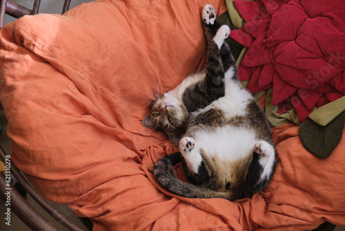 beautiful gray cat stretching on a fabric orange chair. Sleepy lazy morning