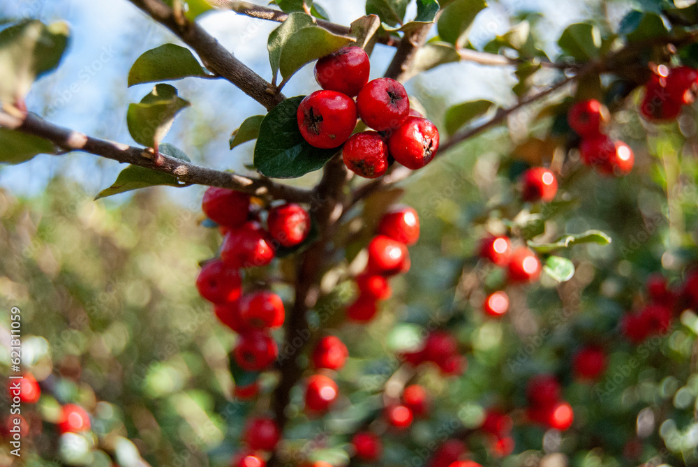 hawthorn on a tree