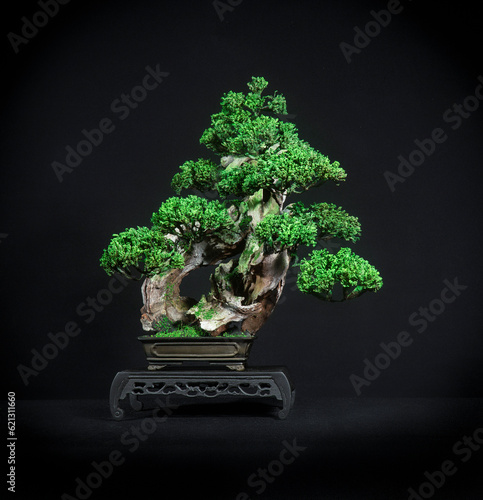 Japanese bonsai tree has a beautiful green color placed on a white wooden table. Waiting to send to customers as a gift in the festival to decorate the restaurant