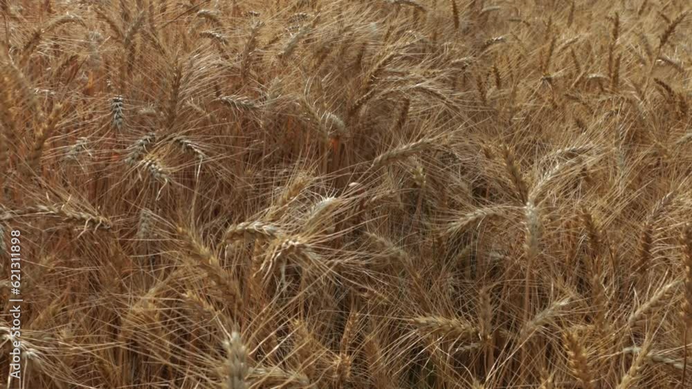 close up of ears golden wheat field close up of ears golden wheat field