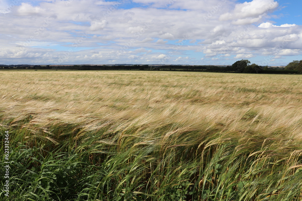 Field of crops being moved by a gentle breeze against a blue cloudy sky