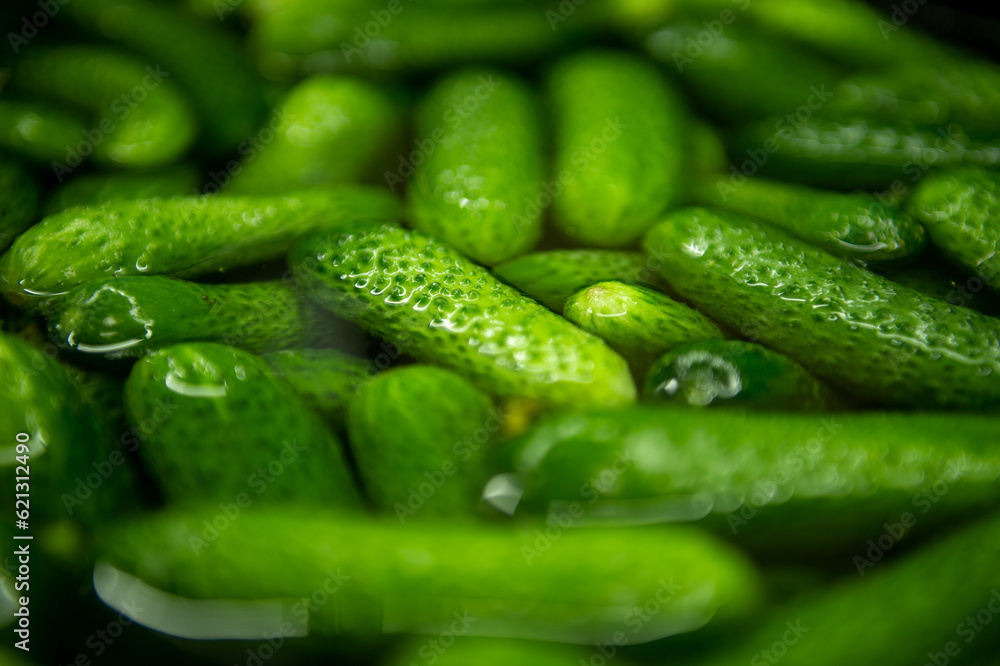 Cucumbers in water. The process of pickling cucumbers. Cucumbers in water. The process of pickling cucumbers.