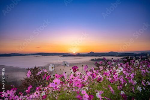 雲海と秋桜