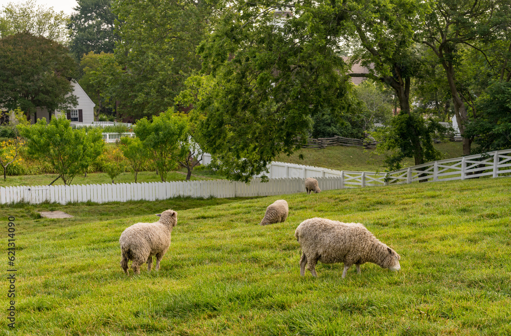 Sheep grazing in traditional white fenced meadow in Williamsburg Virginia Sheep grazing in traditional white fenced meadow in Williamsburg Virginia