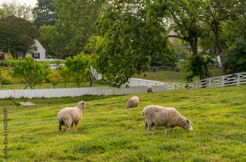 Sheep grazing in traditional white fenced meadow in Williamsburg Virginia photo