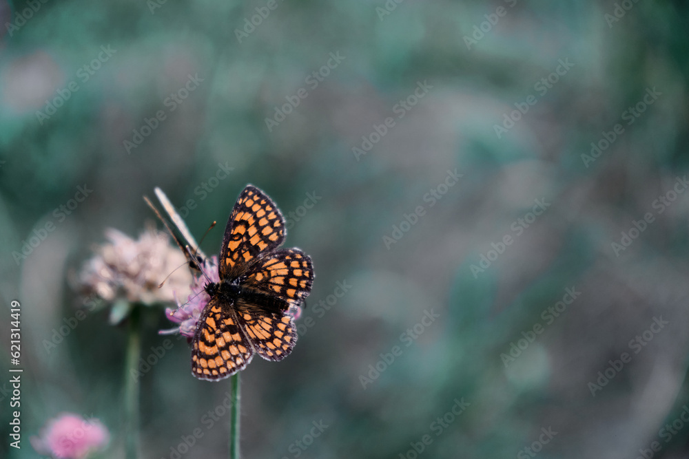 Butterfly Paphia on a flowering thyme in the forest Butterfly Paphia on a flowering thyme in the forest
