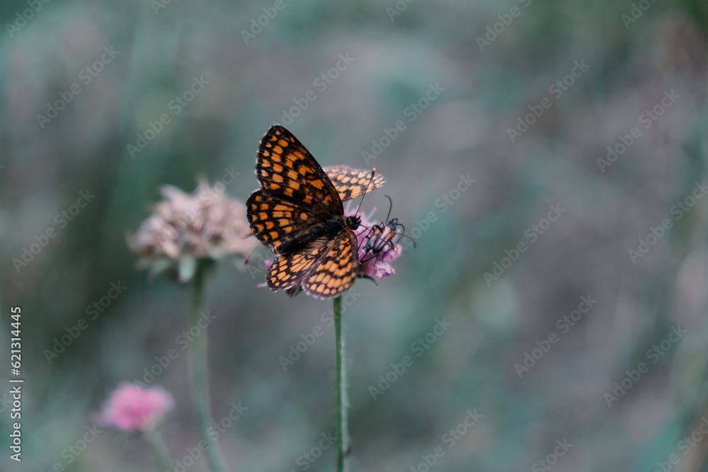 Butterfly Paphia on a flowering thyme in the forest Butterfly Paphia on a flowering thyme in the forest