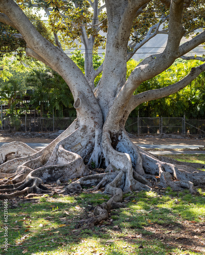 Vintage Silver Gray Banyan Tree with a Green Background.